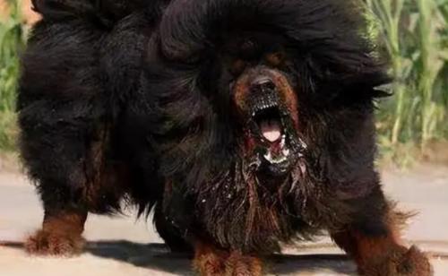 藏獒犬长什么样子?-图1