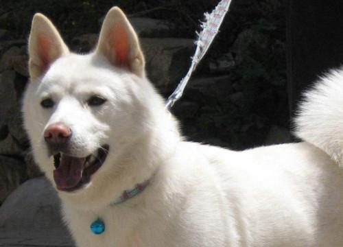 秋田犬掉毛吗-图1