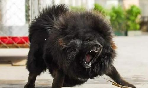 藏獒是国内第一猛犬吗-图1