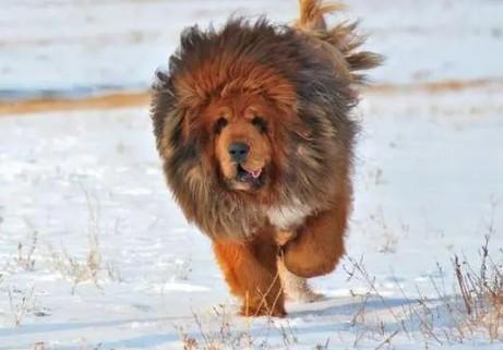 藏獒犬的性格和特点-图1