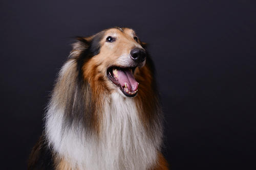 苏牧成犬价格