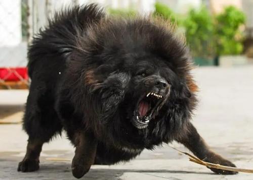 藏獒犬价格多少钱一只幼犬-图1
