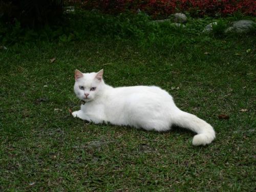 猫受伤了能自愈吗-图1
