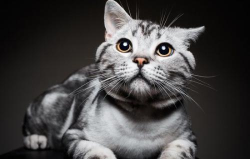 流浪猫养多久才认主人