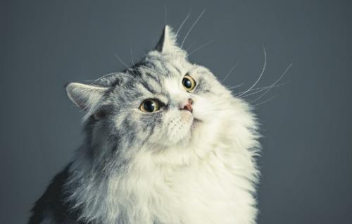 如何判断猫藓快好了