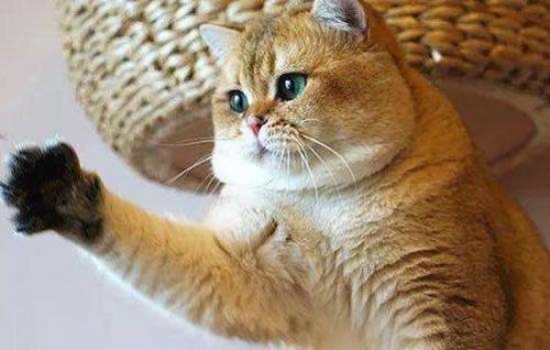 小奶猫多久大便一次-图1