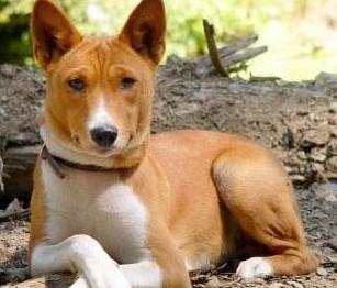 巴仙吉犬什么颜色好-图1