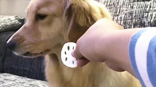 狗狗能吃煮熟的莲藕吗-图1
