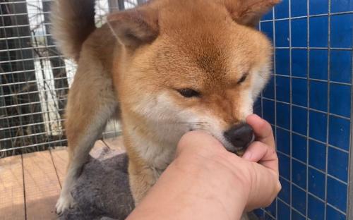 柴犬会咬人吗-图1