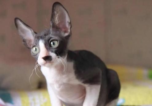 卷毛猫有哪些品种-图1