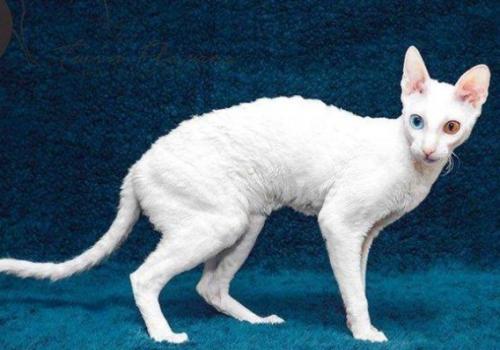 卷毛猫有哪些品种-图4