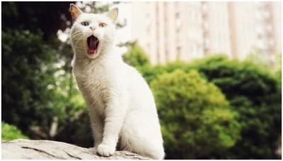猫咪大声哀嚎什么原因-图1
