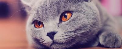 猫瞳孔缩小意味着什么-图1