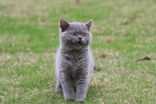 两个月蓝猫怎么养