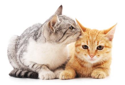 为什么养猫不能养双数-图1