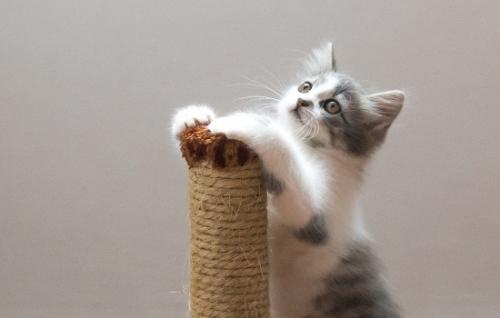 猫舔免洗泡沫会有事吗-图1