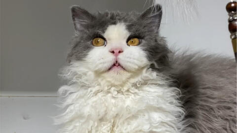塞尔凯特卷毛猫掉毛吗-图1