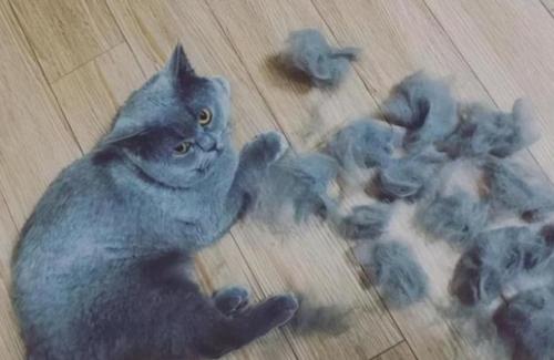 夏天猫掉毛严重怎么办-图1