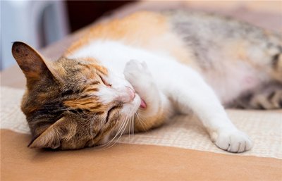 怎么判断流浪猫年龄