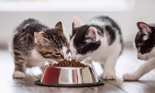 怎么把猫粮泡软-图1
