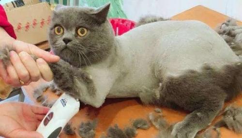 怎么给猫剃毛不反抗-图1