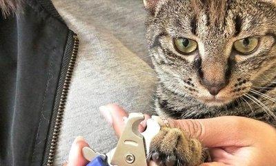 怎么给猫咪剪指甲-图1