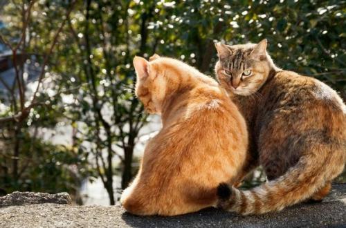 火车上带猫发现了会罚款吗