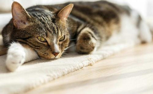 猫禁情粉有没有用-图1