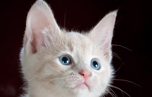 小猫冬天怕冷吗