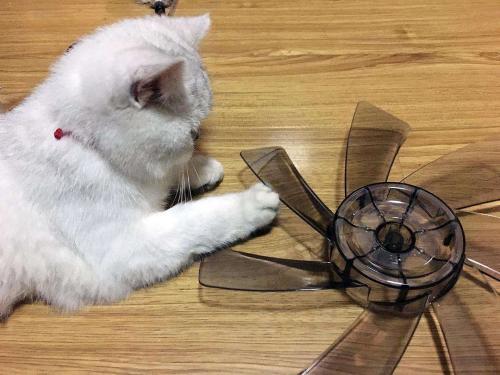 猫咪能吹风扇吗-图1