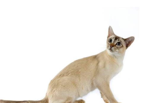 东奇尼猫的养护小技巧-图1