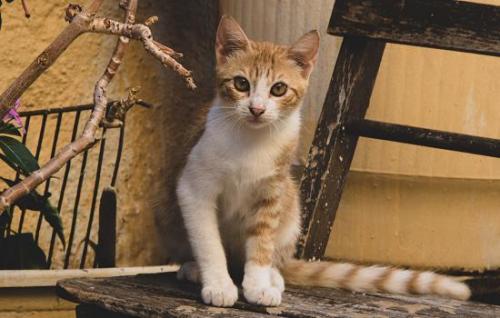 猫吃红薯好处和坏处-图1