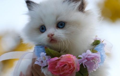 猫粮可以混着吃吗-图1