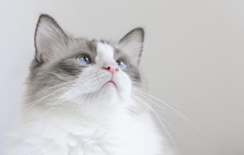 布偶猫会抓老鼠吗