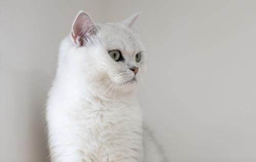 2个月英短一次喂几粒猫粮-图1