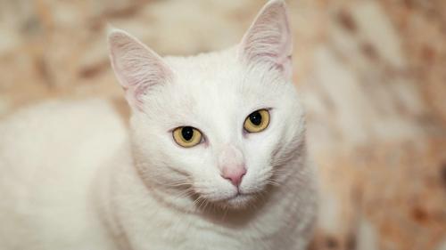 小猫肚子一直咕咕叫-图1