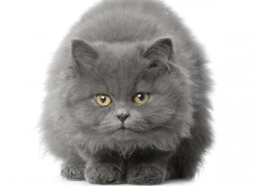 英国短毛猫饲养容易吗