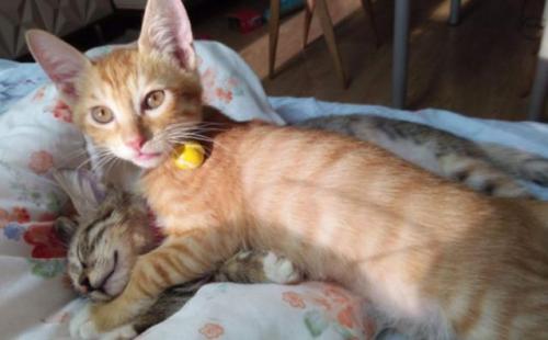 家养的猫抓伤要打针吗