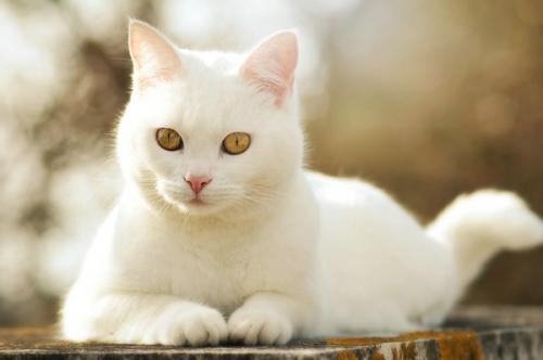 养猫必备清单-图1
