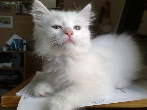 最简易的猫窝制作方法