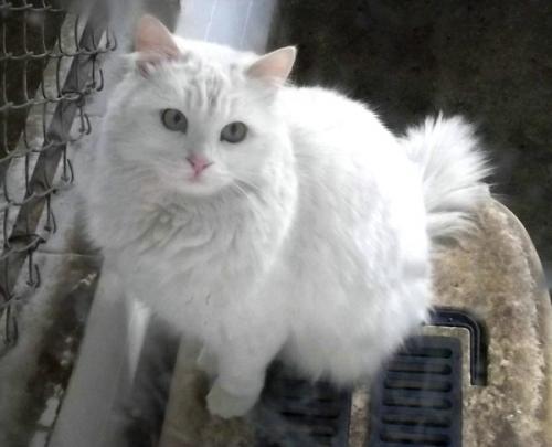猫的鼻子是干的还是湿的-图1
