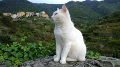 母猫吃小猫会留下头吗-图1