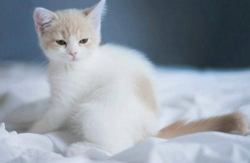 猫能带上火车吗-图1