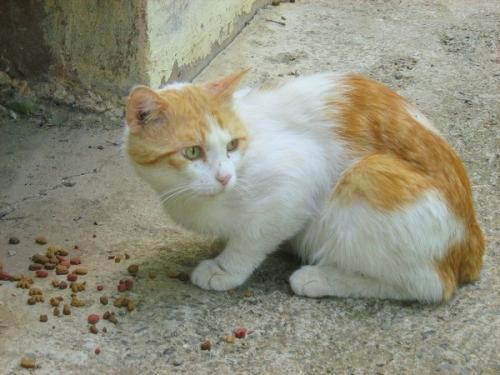 什么水果是猫咪不能吃的-图1