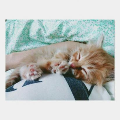 猫不拉稀但是屁股粘屎-图1