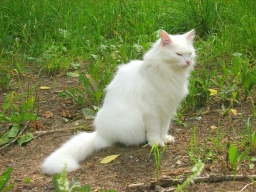 猫和猫之间怎么交流-图1