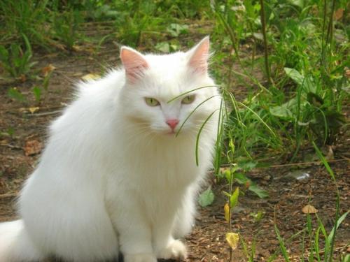 猫的鼻子干-图1