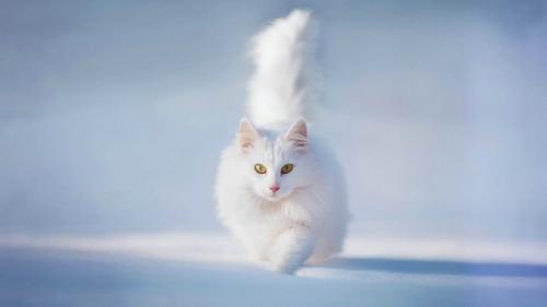 猫对着主人叫是为什么-图1