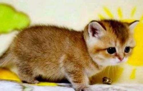 捡来的猫养不熟的表现