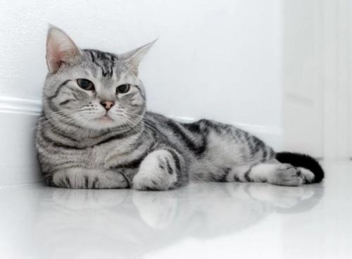 英短银渐层猫的脾气-图1